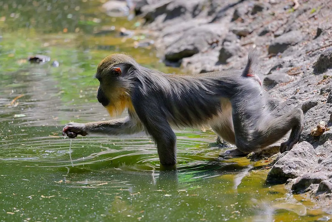 the mandrill